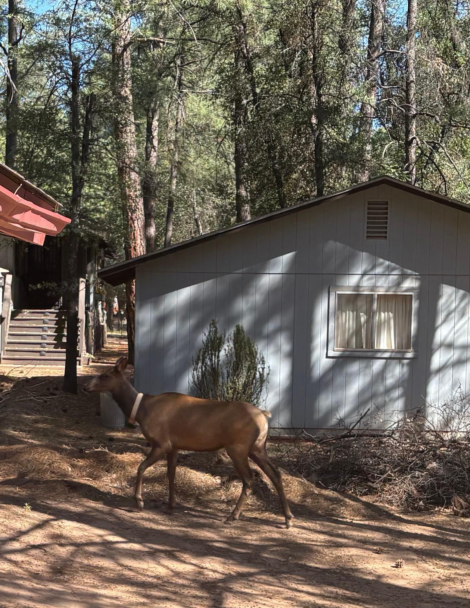 This mama Elk came by to say goodbye as we were headed out the drive