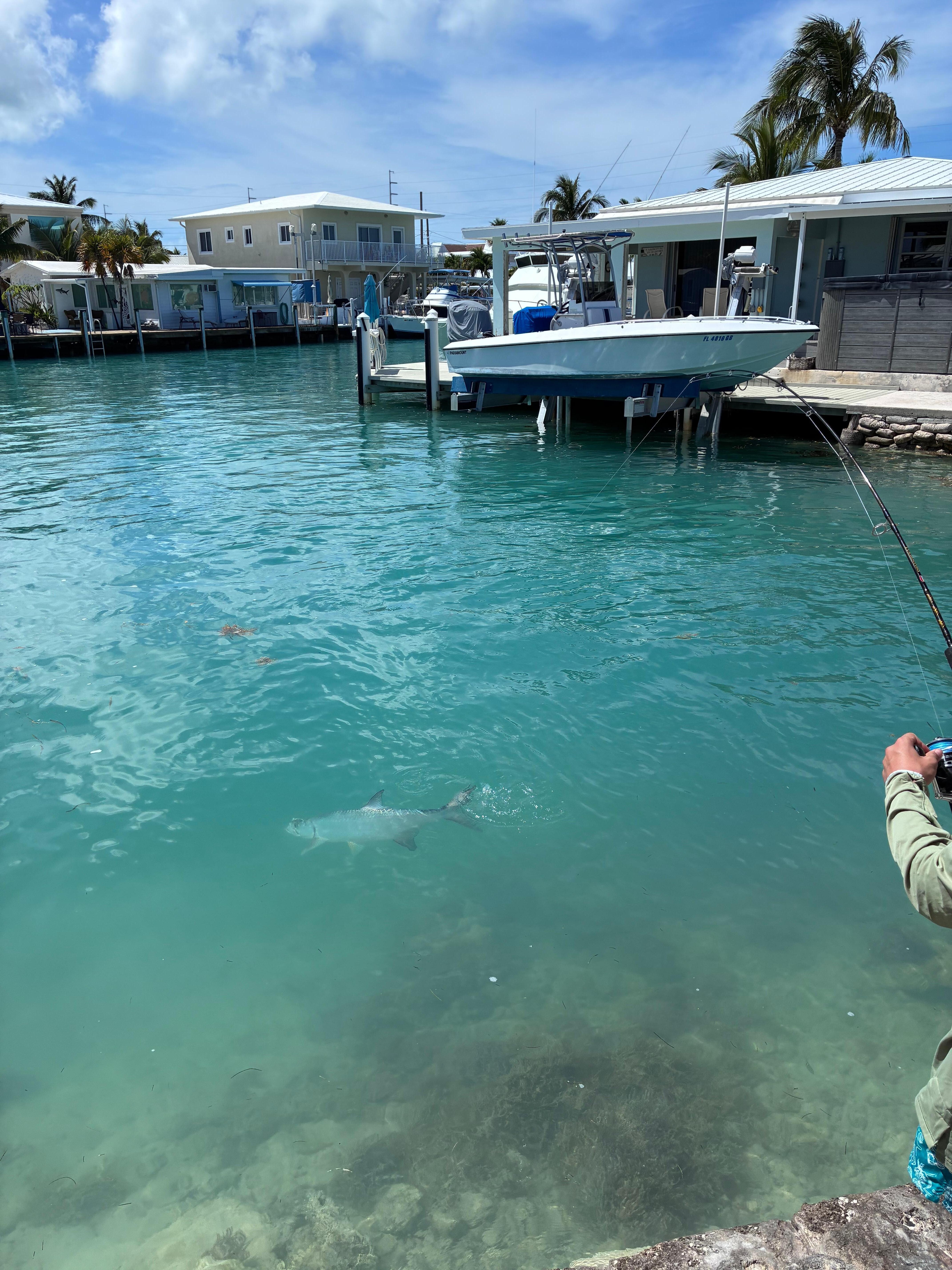 Son caught a 40lb tarpon off the dock. 