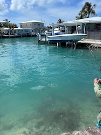 Son caught a 40lb tarpon off the dock.