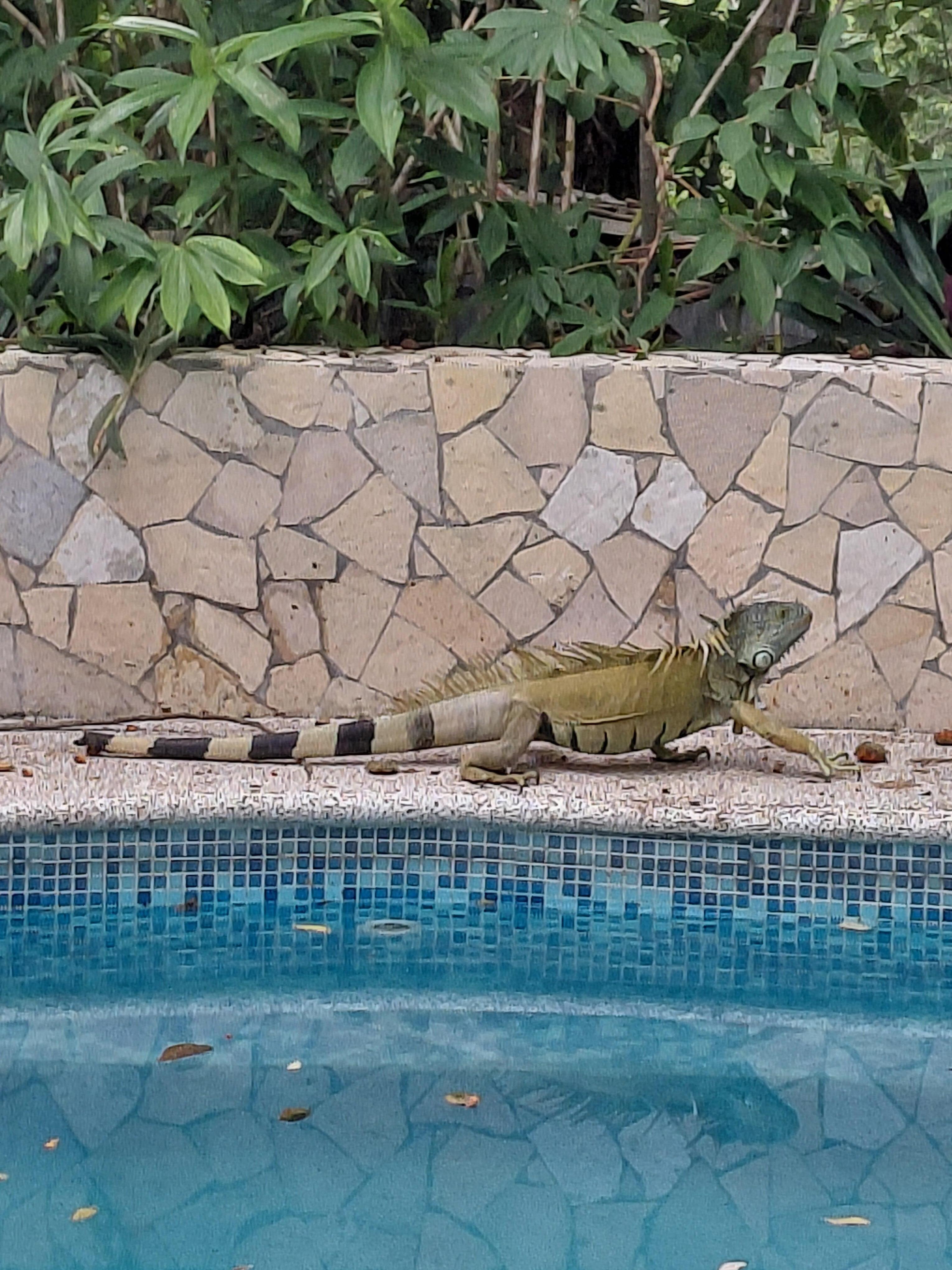 Iguana 