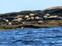Saw them on the boat trip