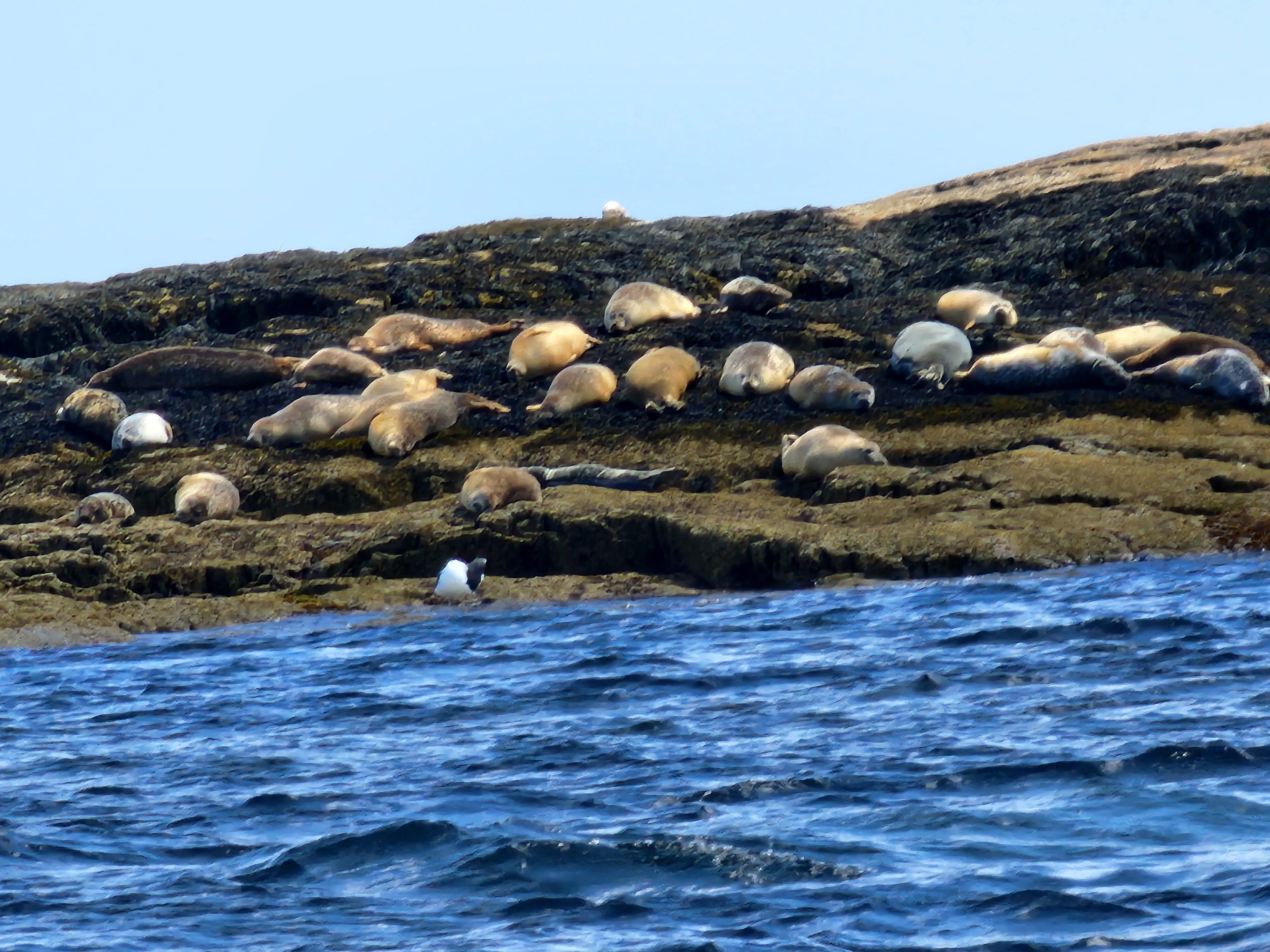 Saw them on the boat trip