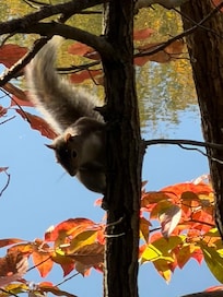 the squirrel by the cabin