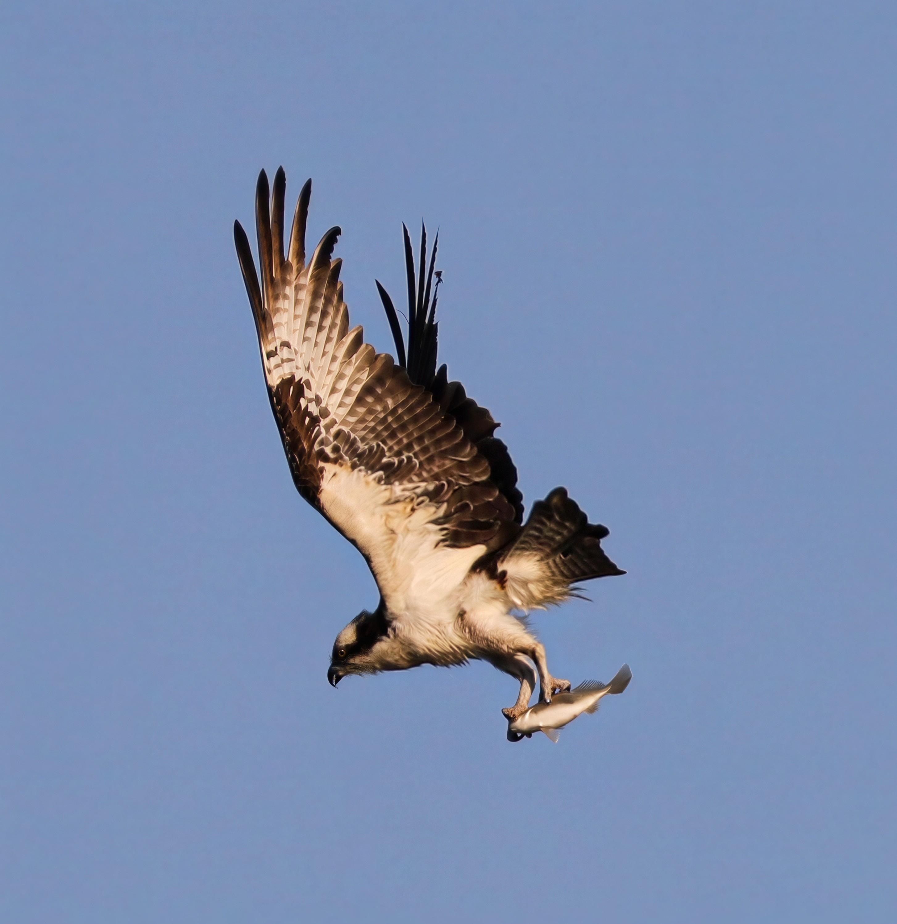 Osprey on his way to breakfast