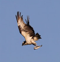 Osprey on his way to breakfast