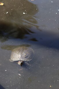Turtles in the water