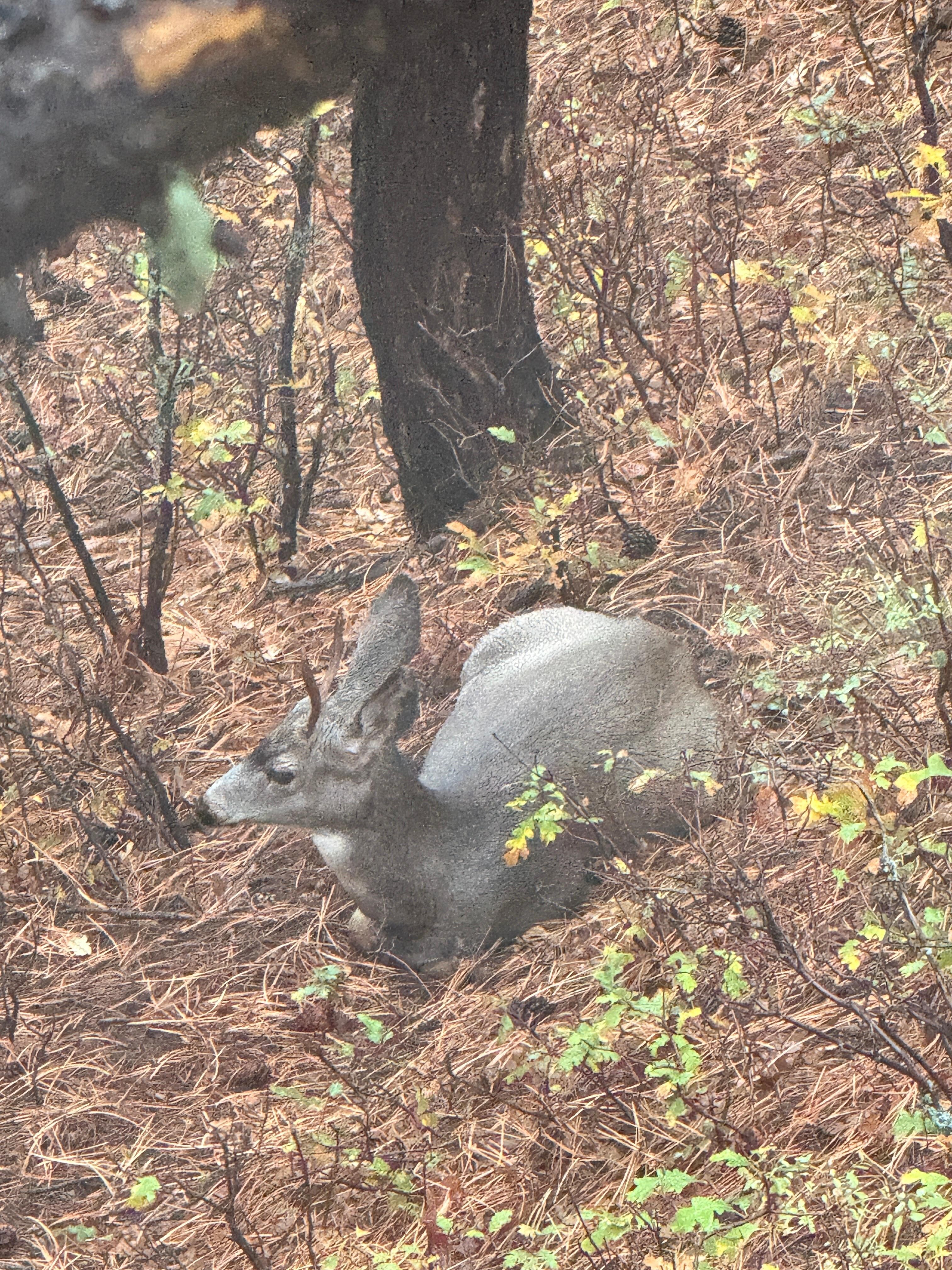 This spike buck spent over half his day with us foraging then bedding down 