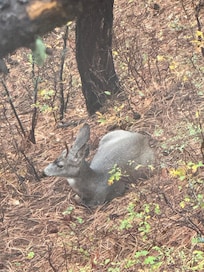 This spike buck spent over half his day with us foraging then bedding down