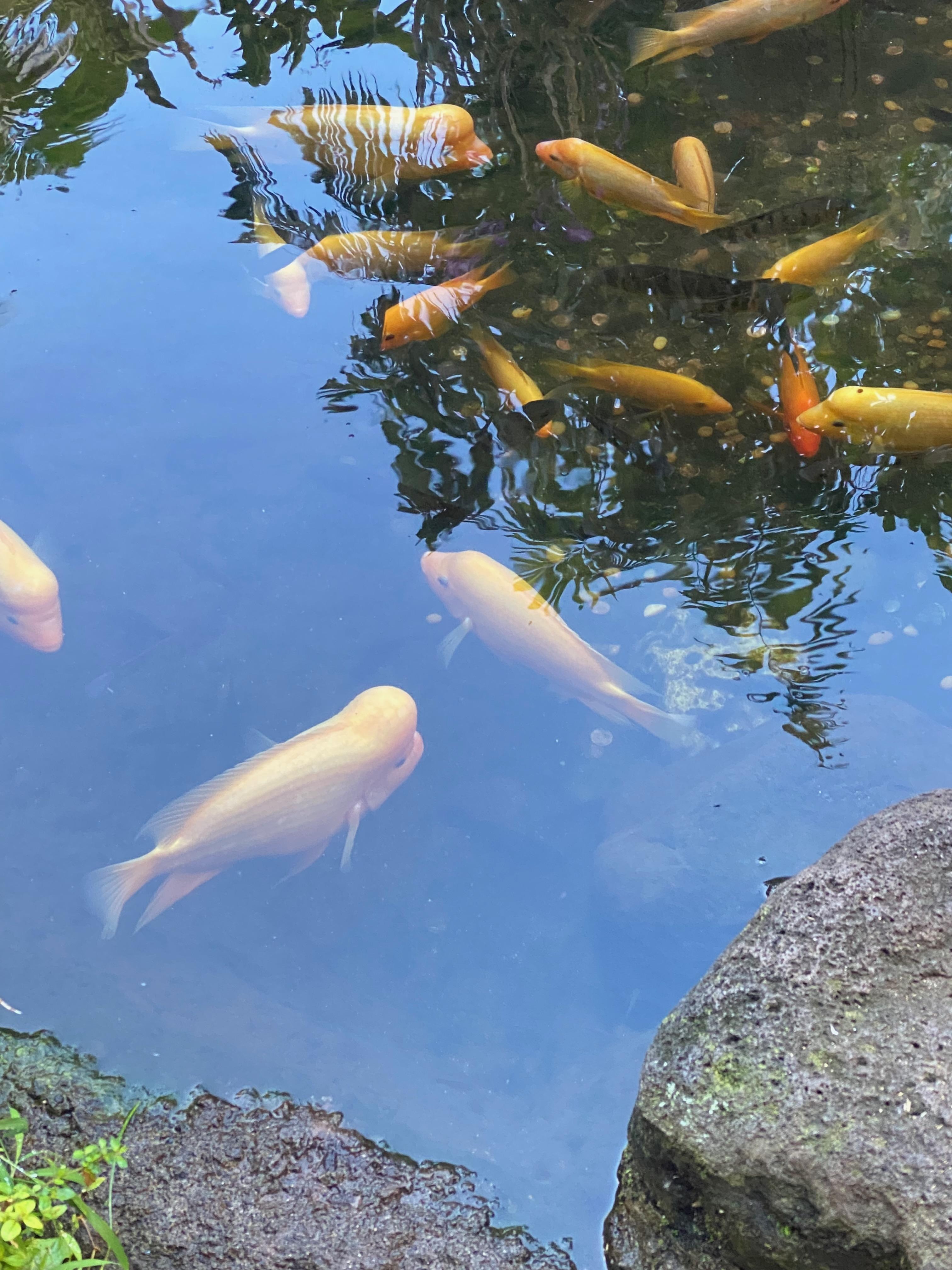 Koi pond