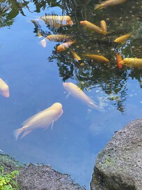 Koi pond