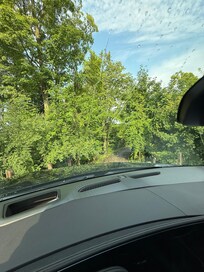 Overgrown driveway