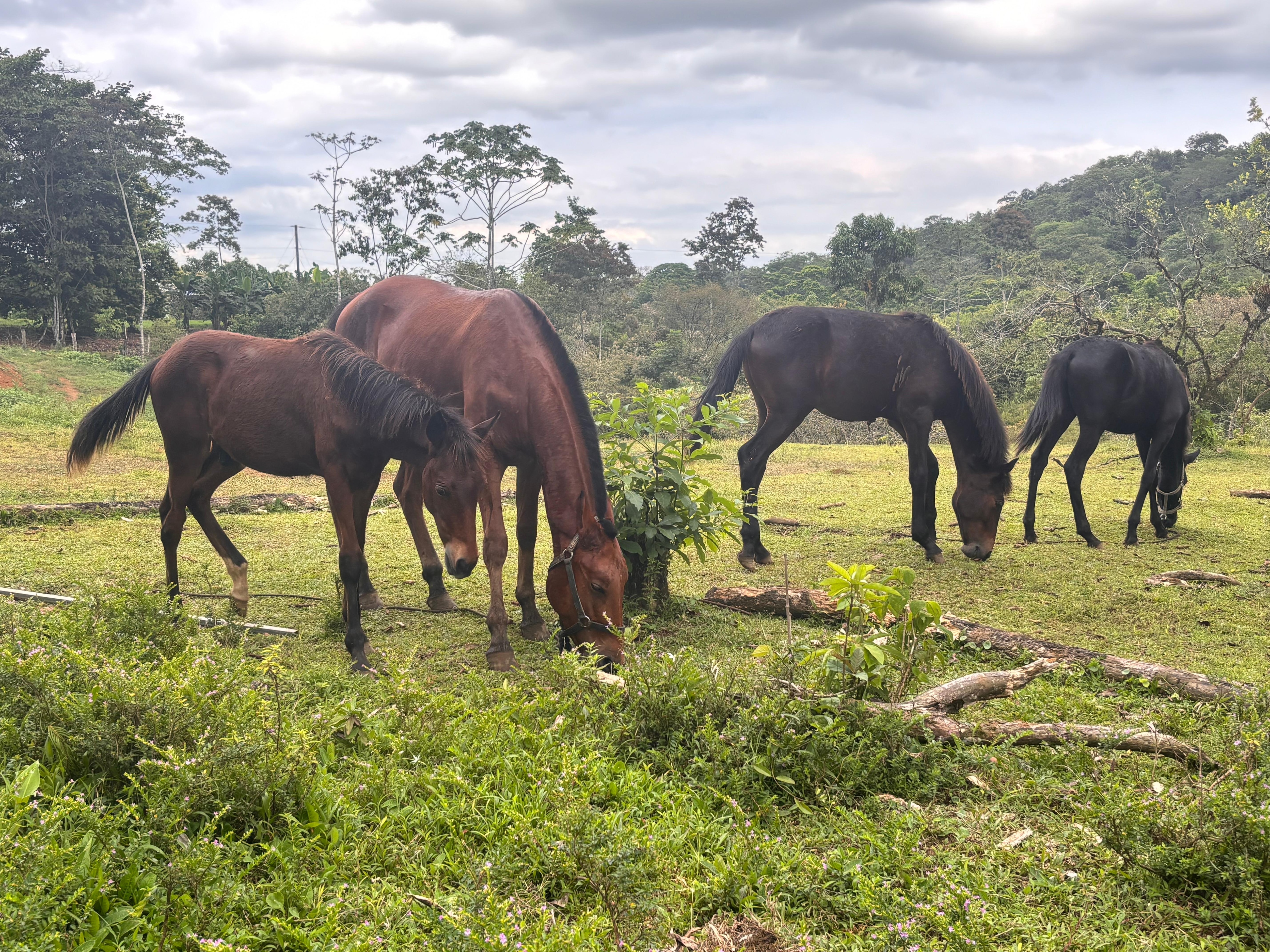 Ponies next to the driveway.