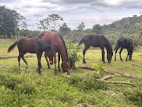 Ponies next to the driveway.