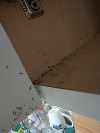 Bugs present in food cabinets