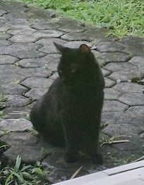 We loved the visiting cats