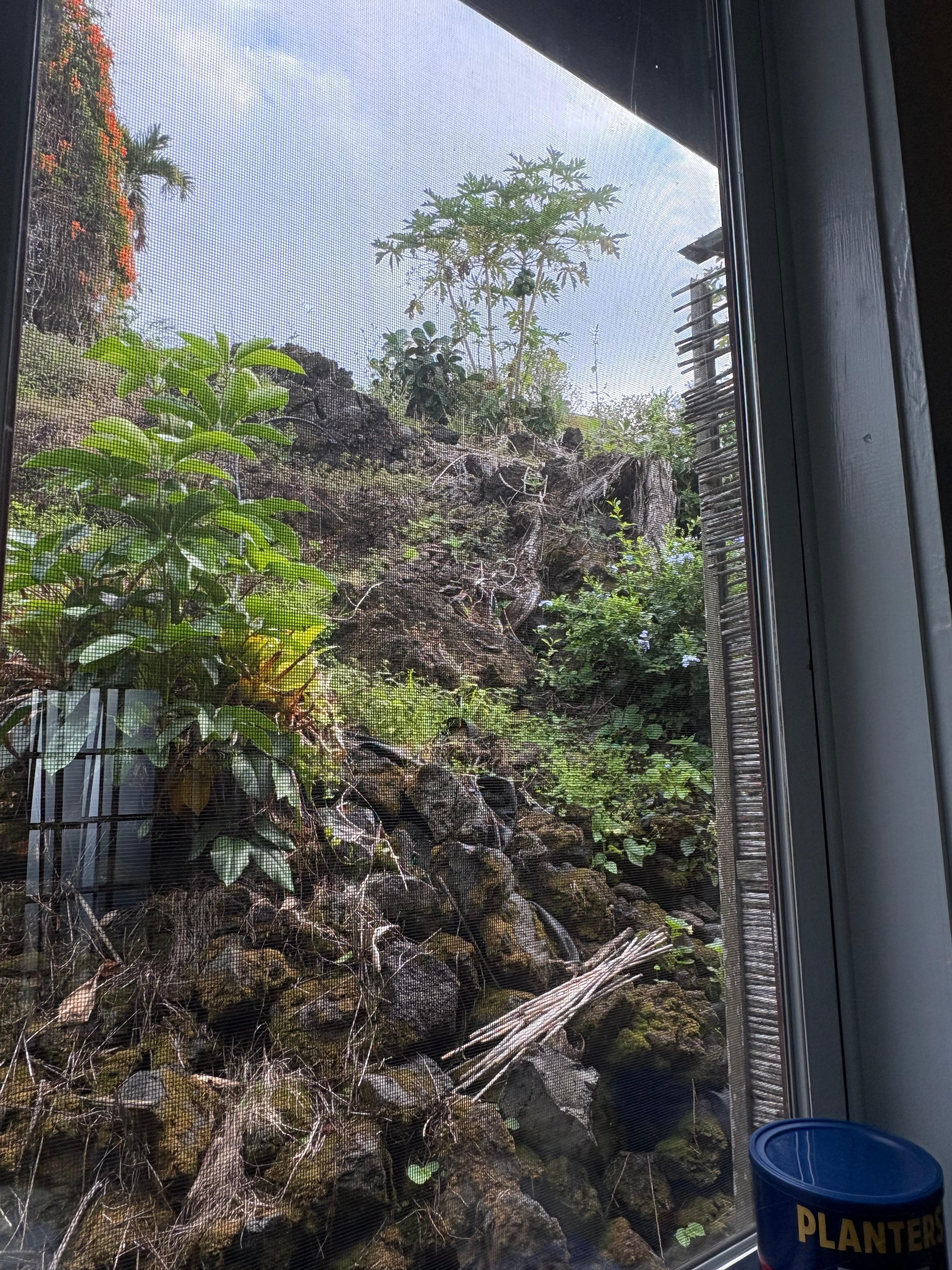 Out the kitchen window.