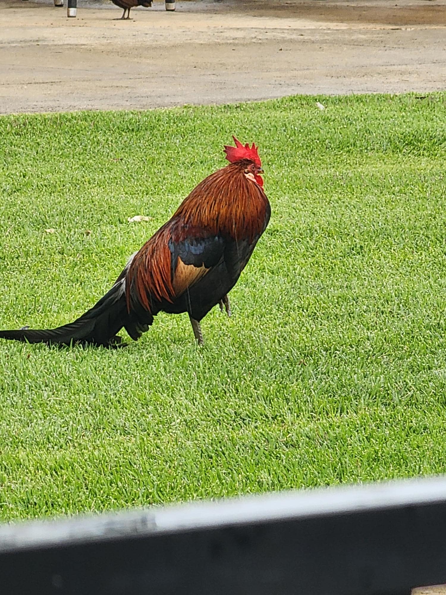 Resident rooster