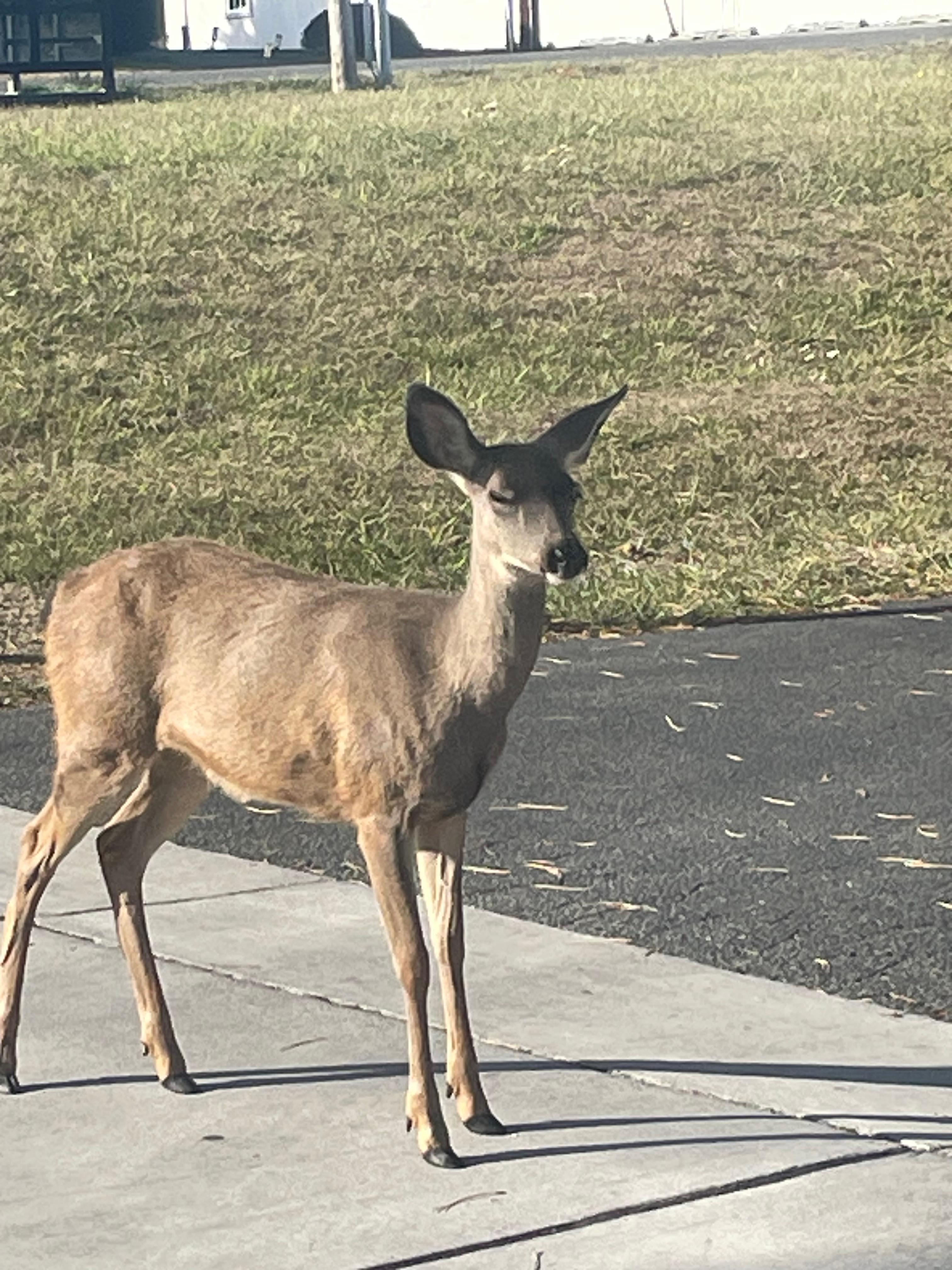 strolling down the street