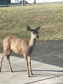 strolling down the street