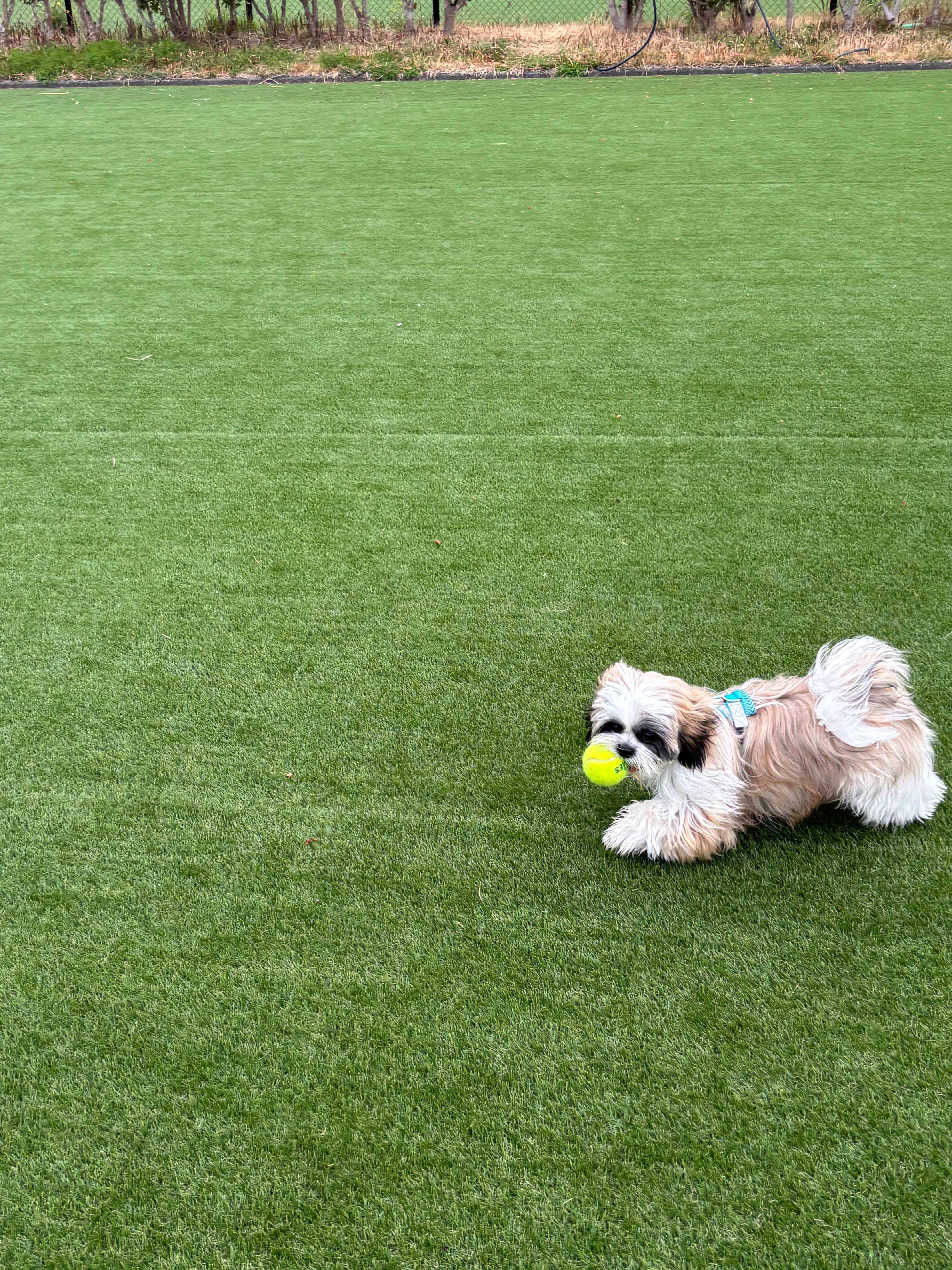 快適なドッグランでした