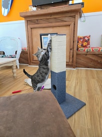 Our cat enjoying the stay with her scratching post we brought.