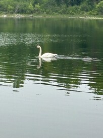 There were 5 swans in the lake, beautiful to watch.