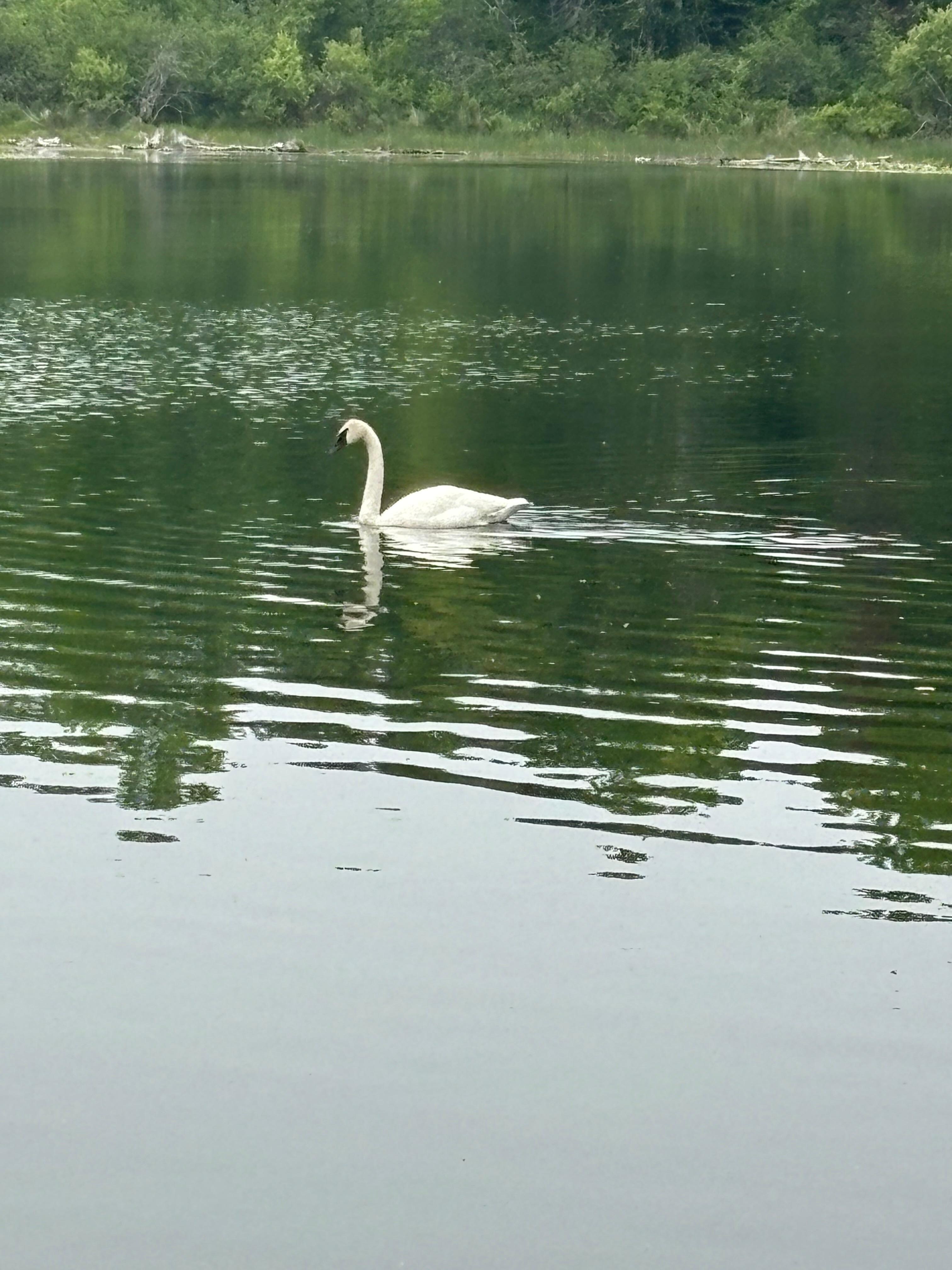 There were 5 swans in the lake, beautiful to watch. 