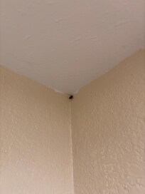 Bugs