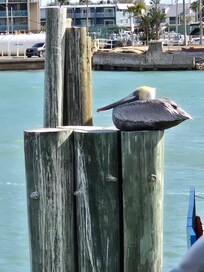 Beautiful birds all around