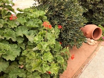 Nice amount of garden decorations