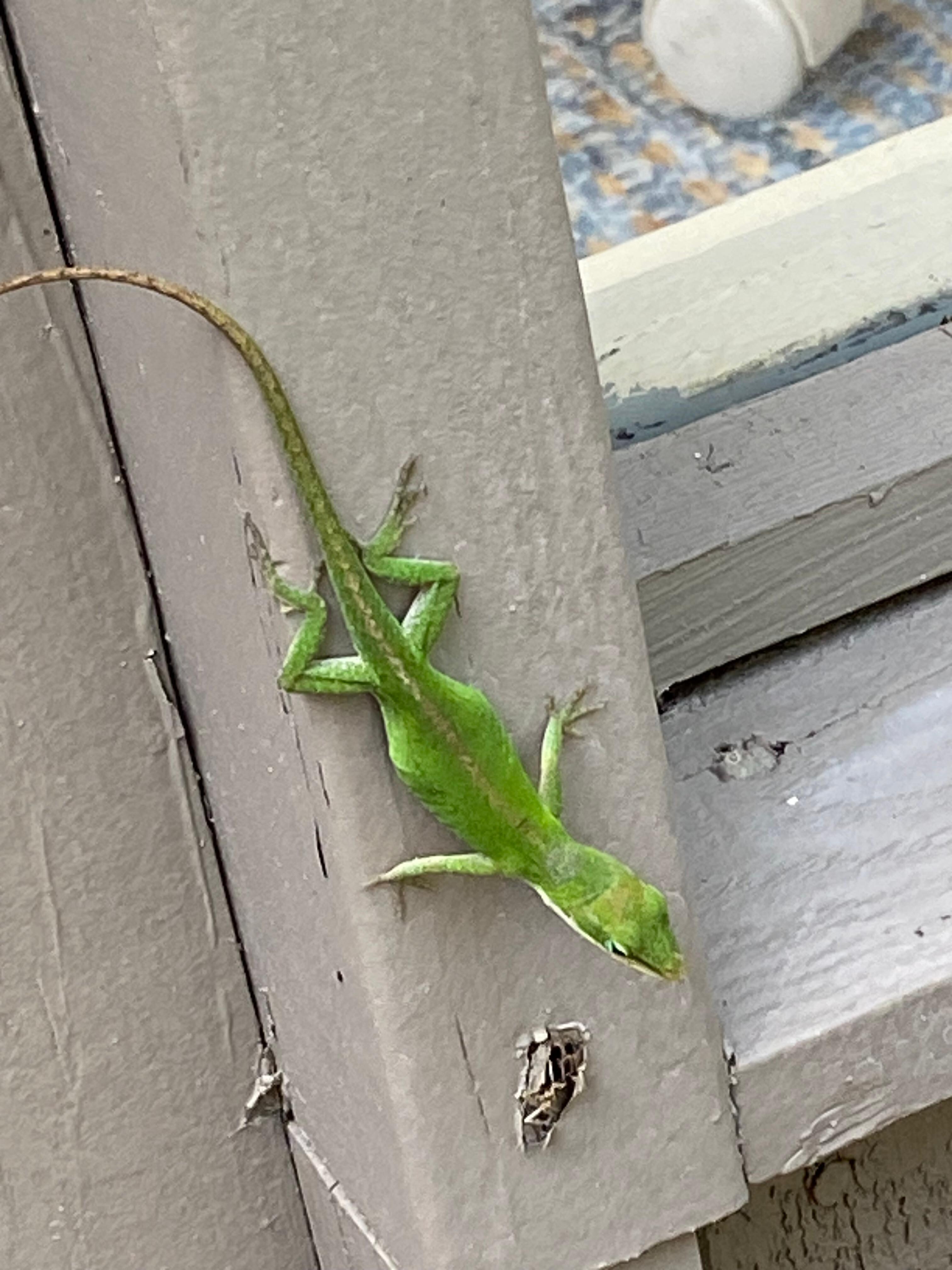 Our new friend