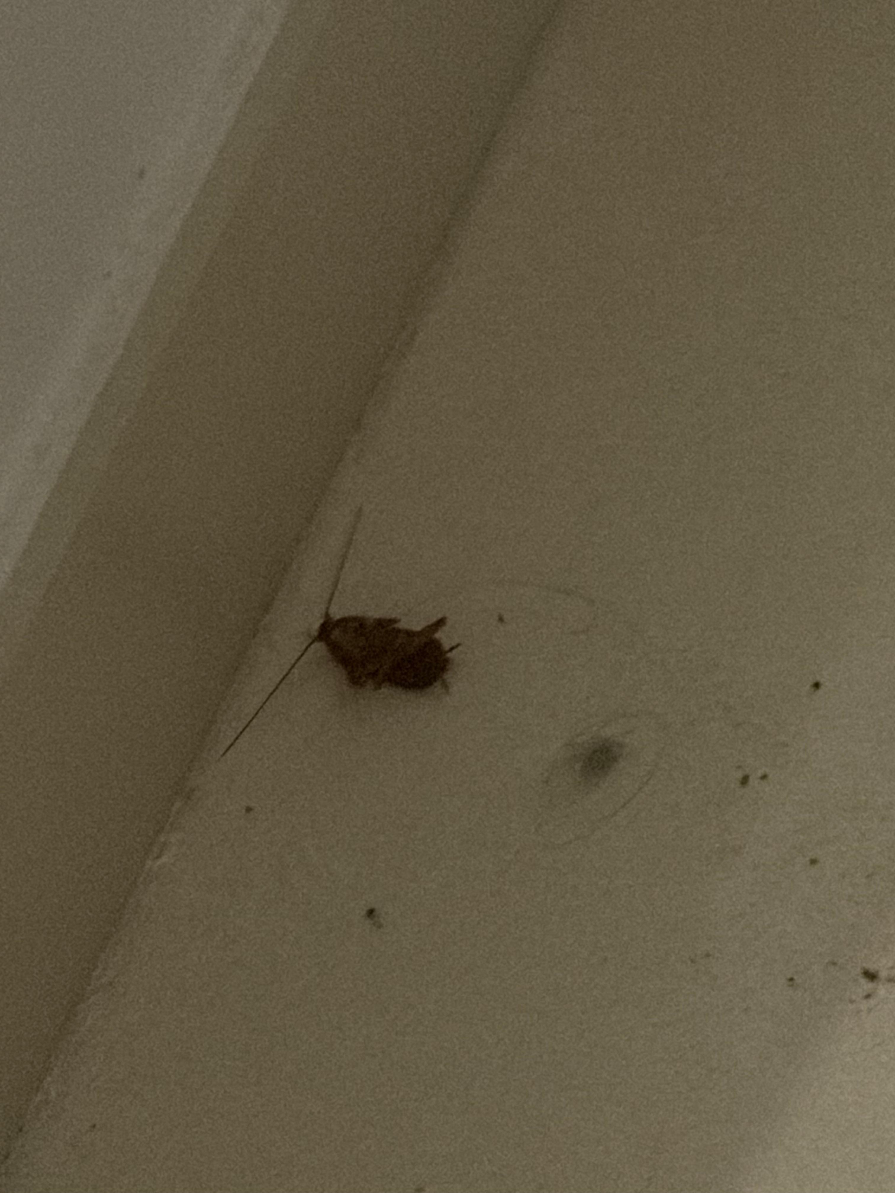 Cockroach found hours after housekeeper supposedly cleaned