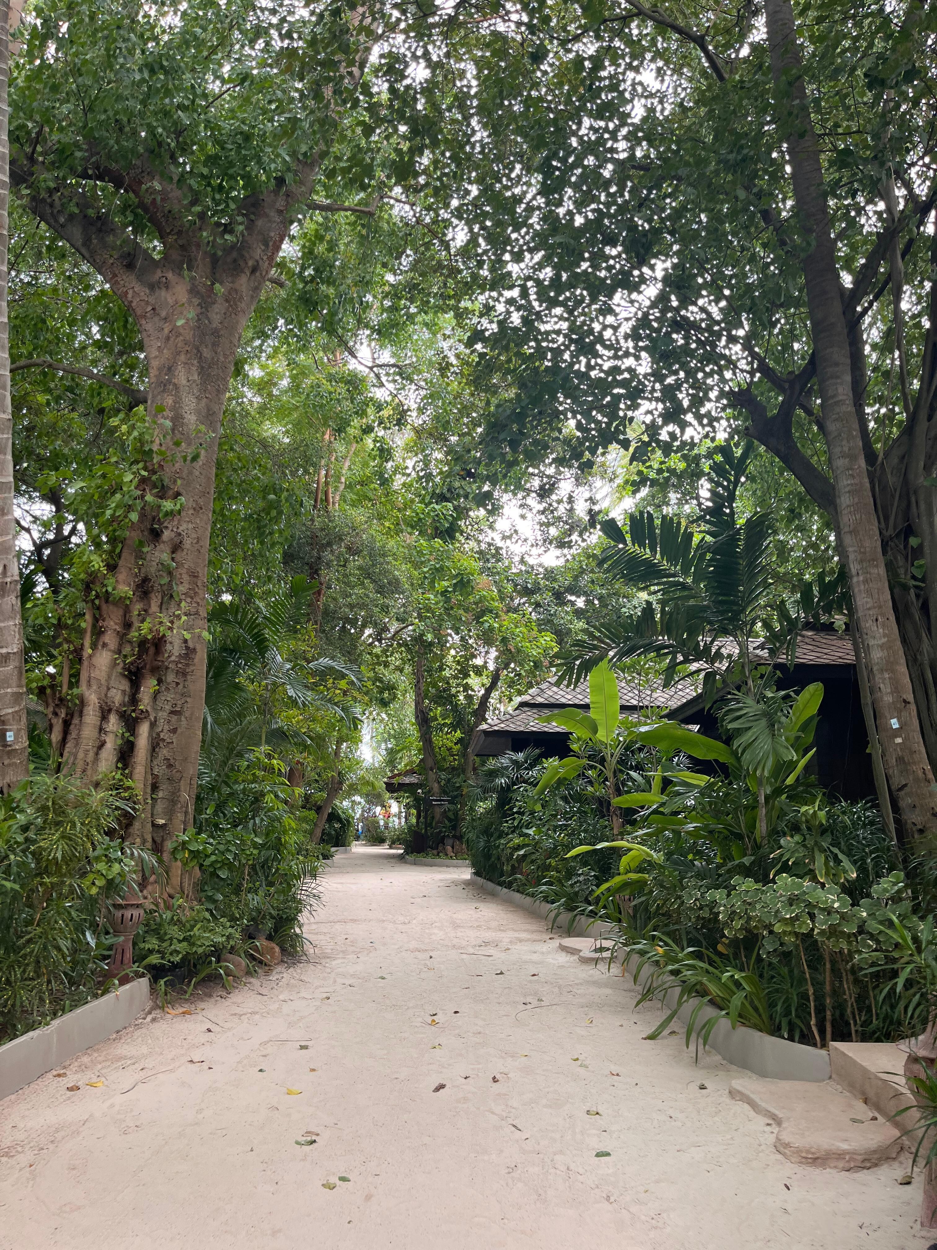The pathway toward the beach
