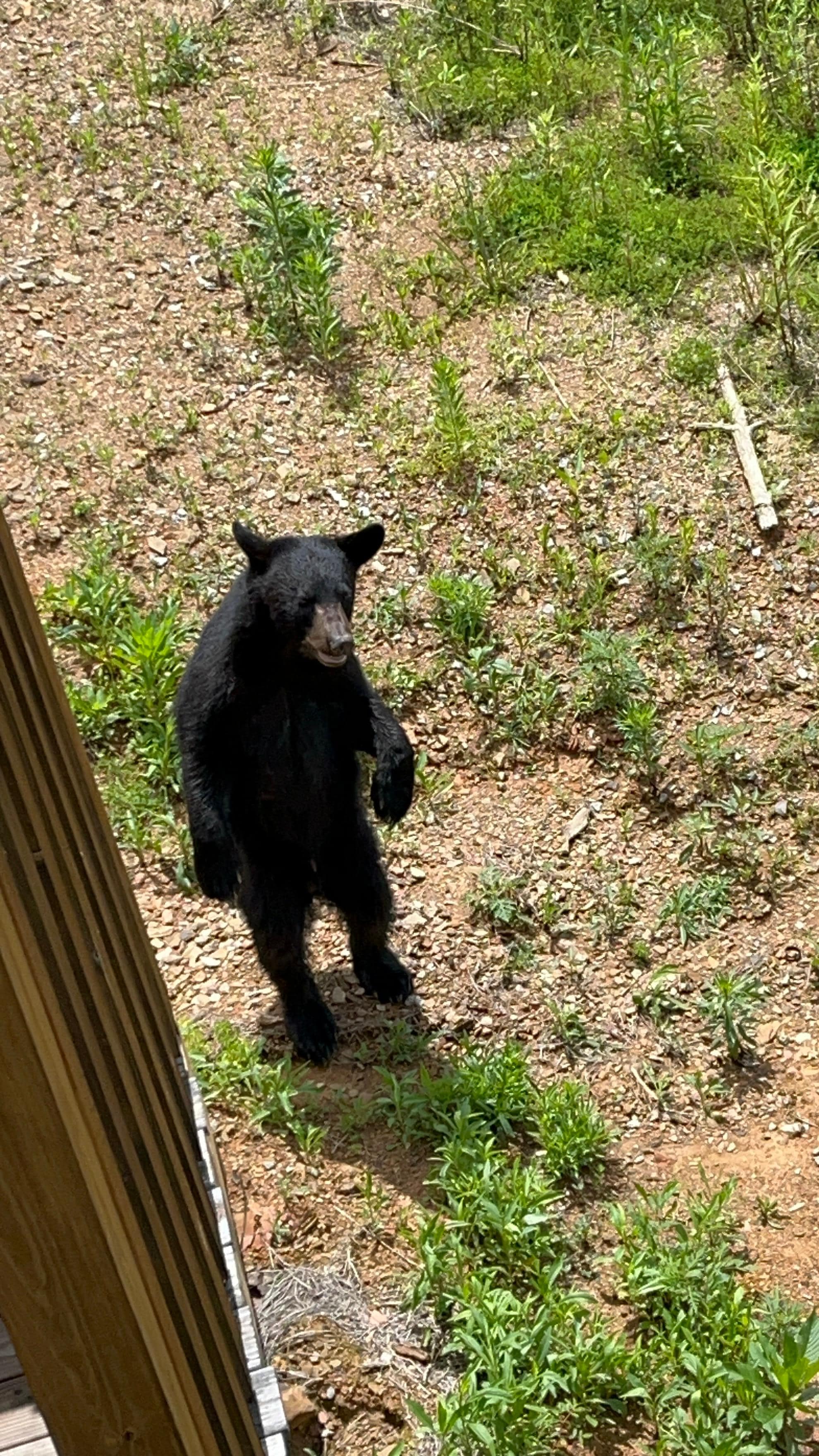 We had a few visitors