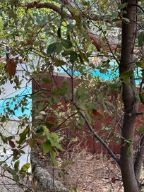 Vue sur la piscine de notre terrasse.