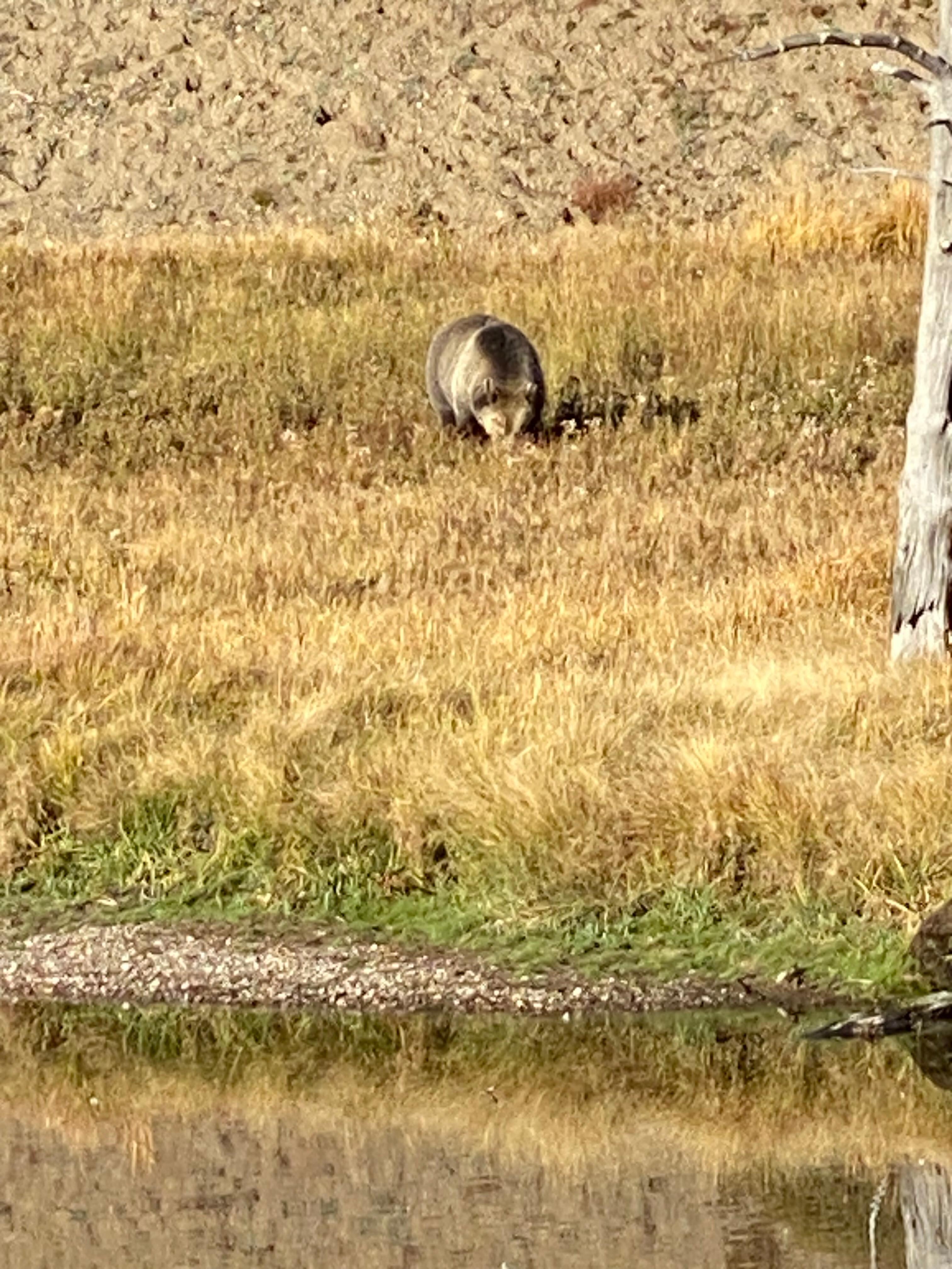 Grizzly bear in Yellowstone 