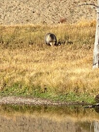 Grizzly bear in Yellowstone