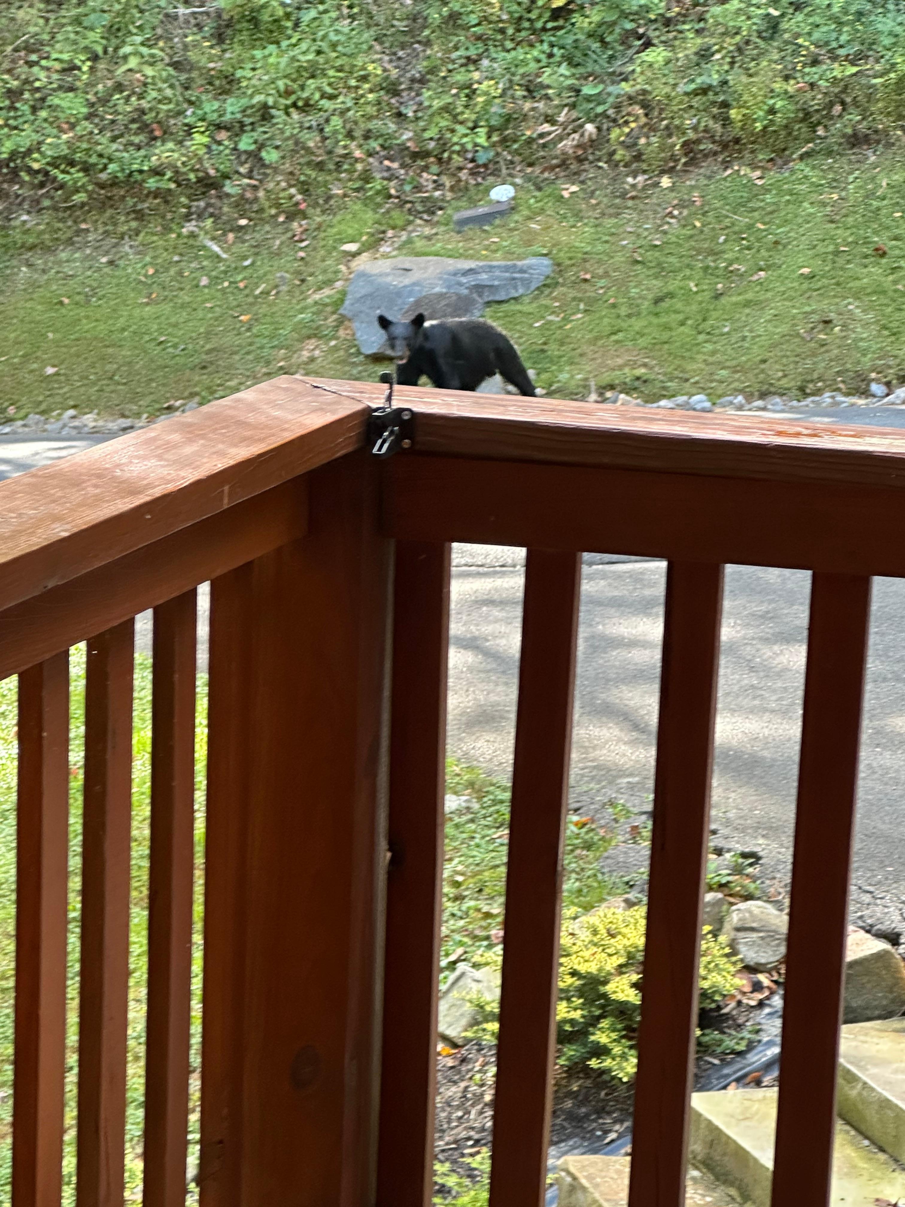 Bear making its rounds.  This was so amazing to see.   