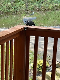 Bear making its rounds.  This was so amazing to see.