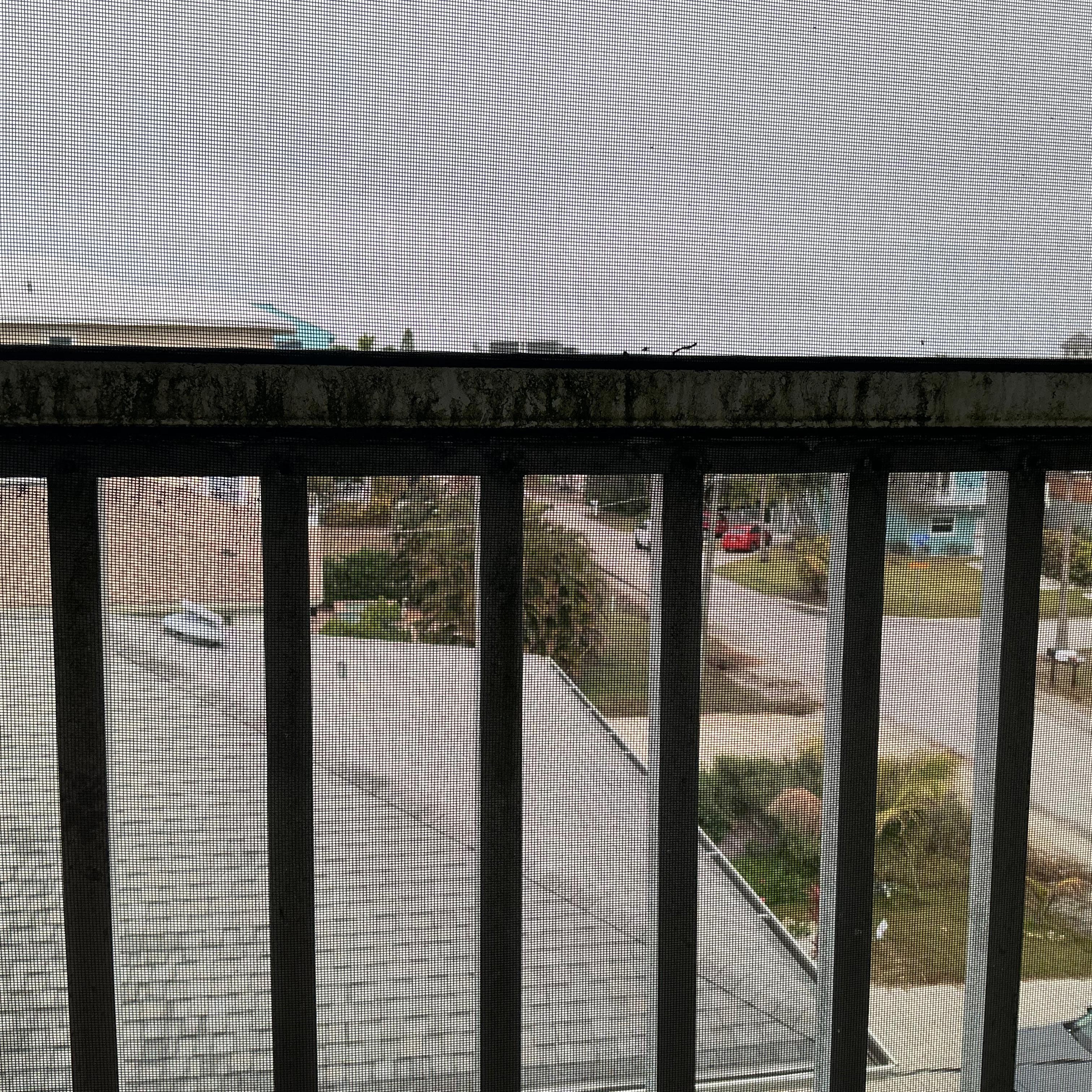 Mildew on lanai screens.