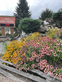 Beautiful flowers