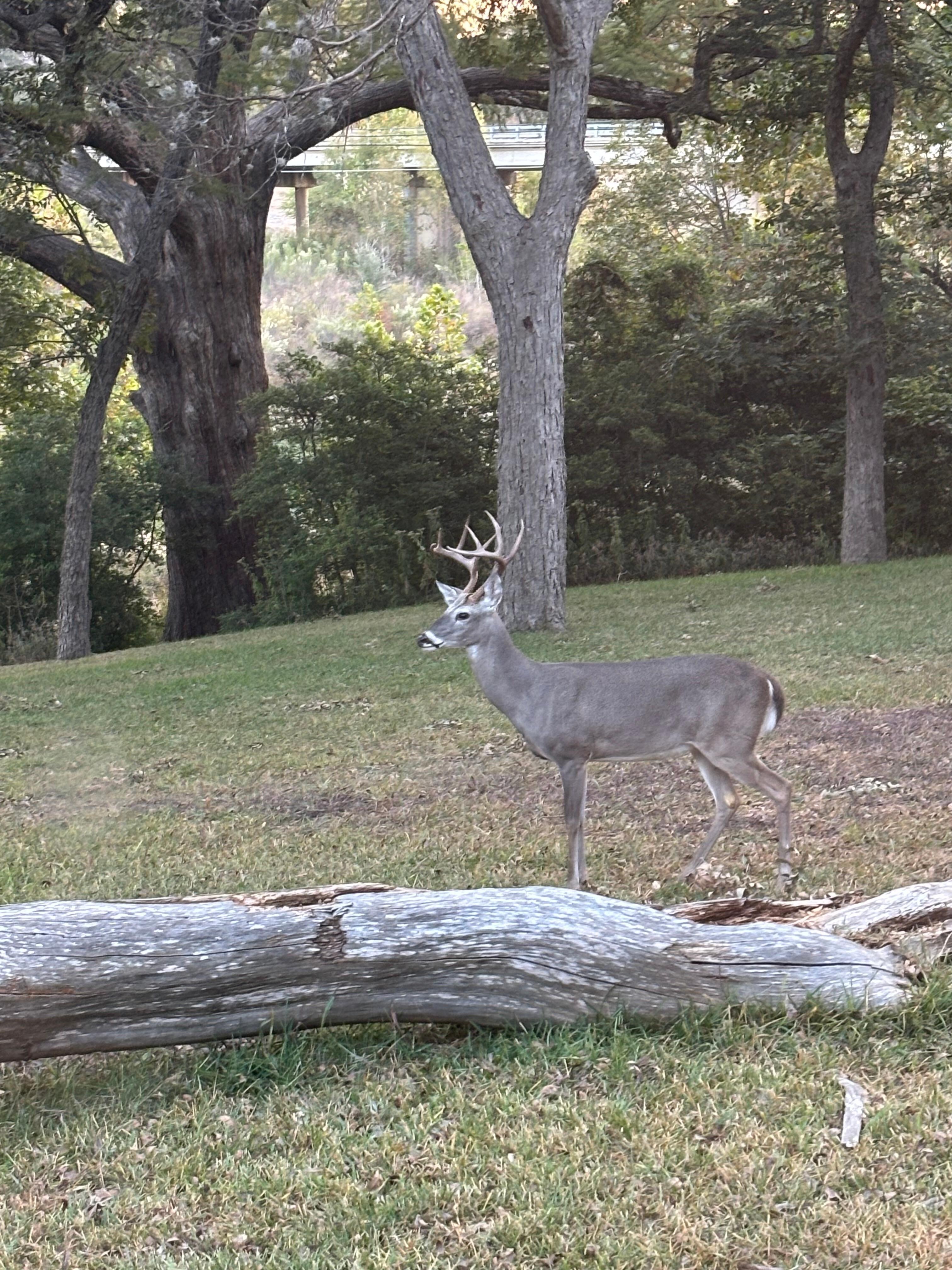 Spotted this gentleman out the living room window one evening 