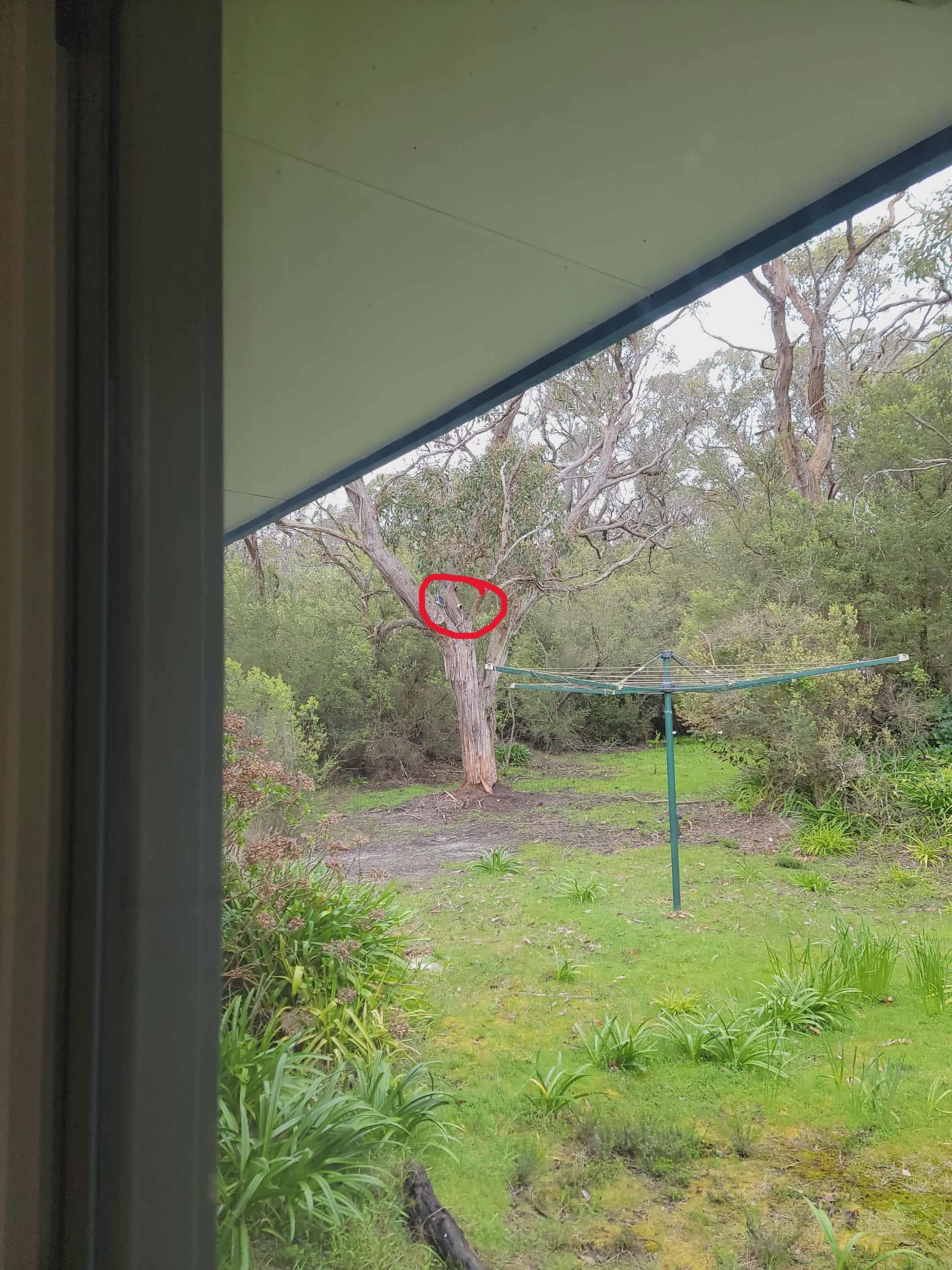 Security camera capturing the backyard, hills hoist, and laundry window/door.