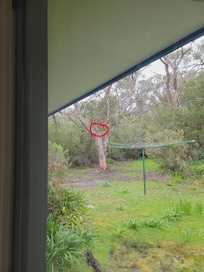 Security camera capturing the backyard, hills hoist, and laundry window/door.