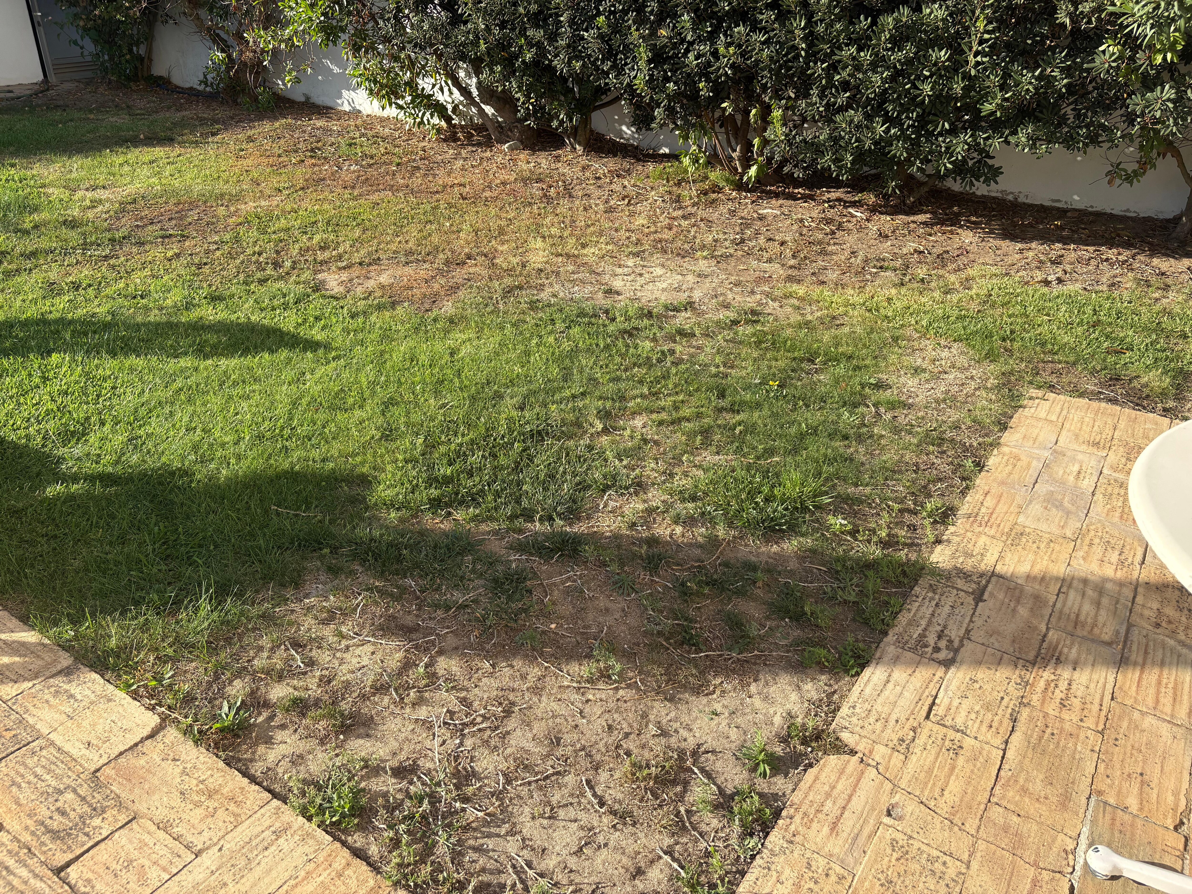 Poorly maintained garden