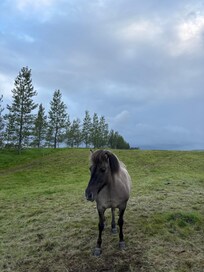 Horses on the property were lovely