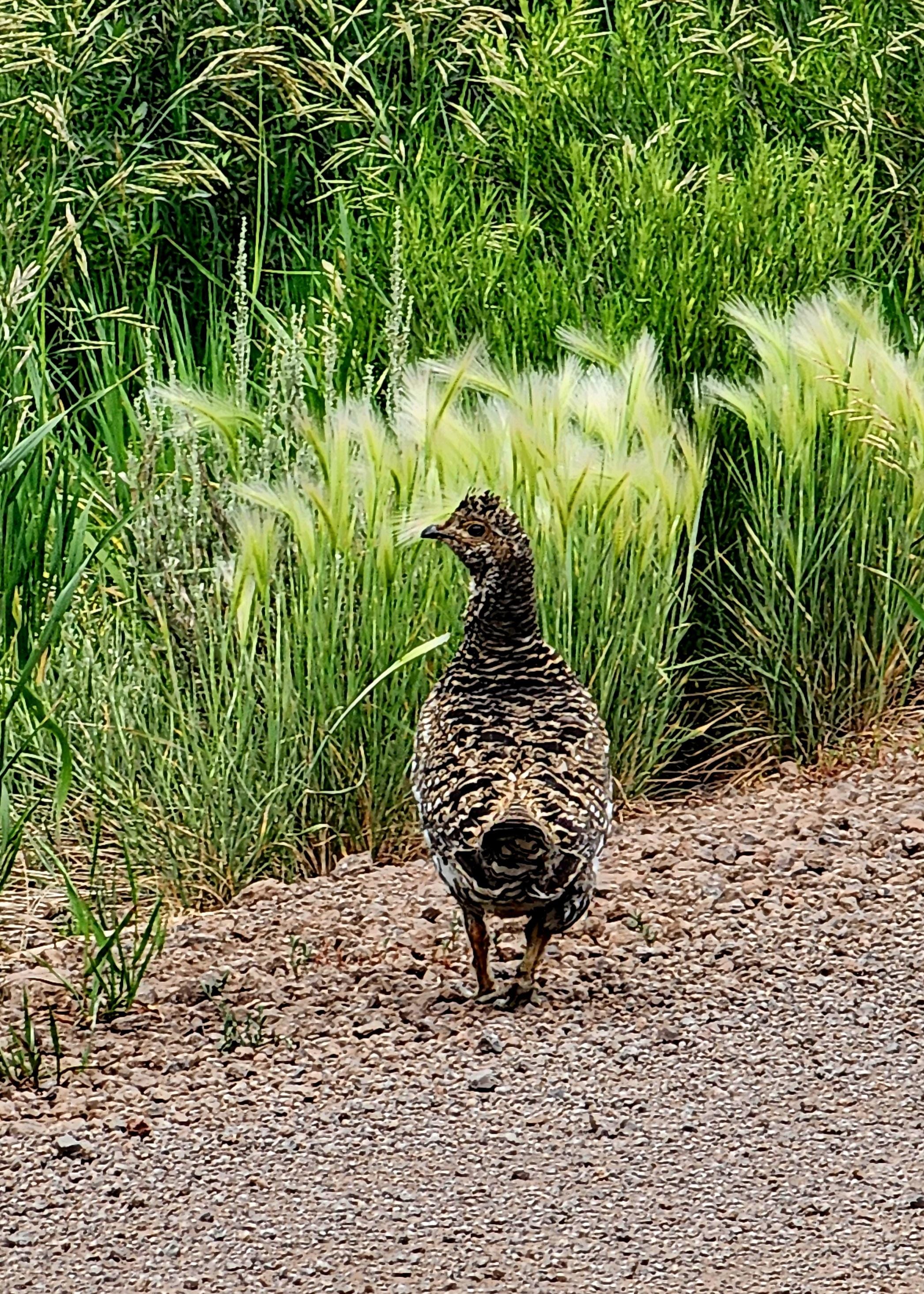 Spruce grouse 