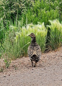 Spruce grouse