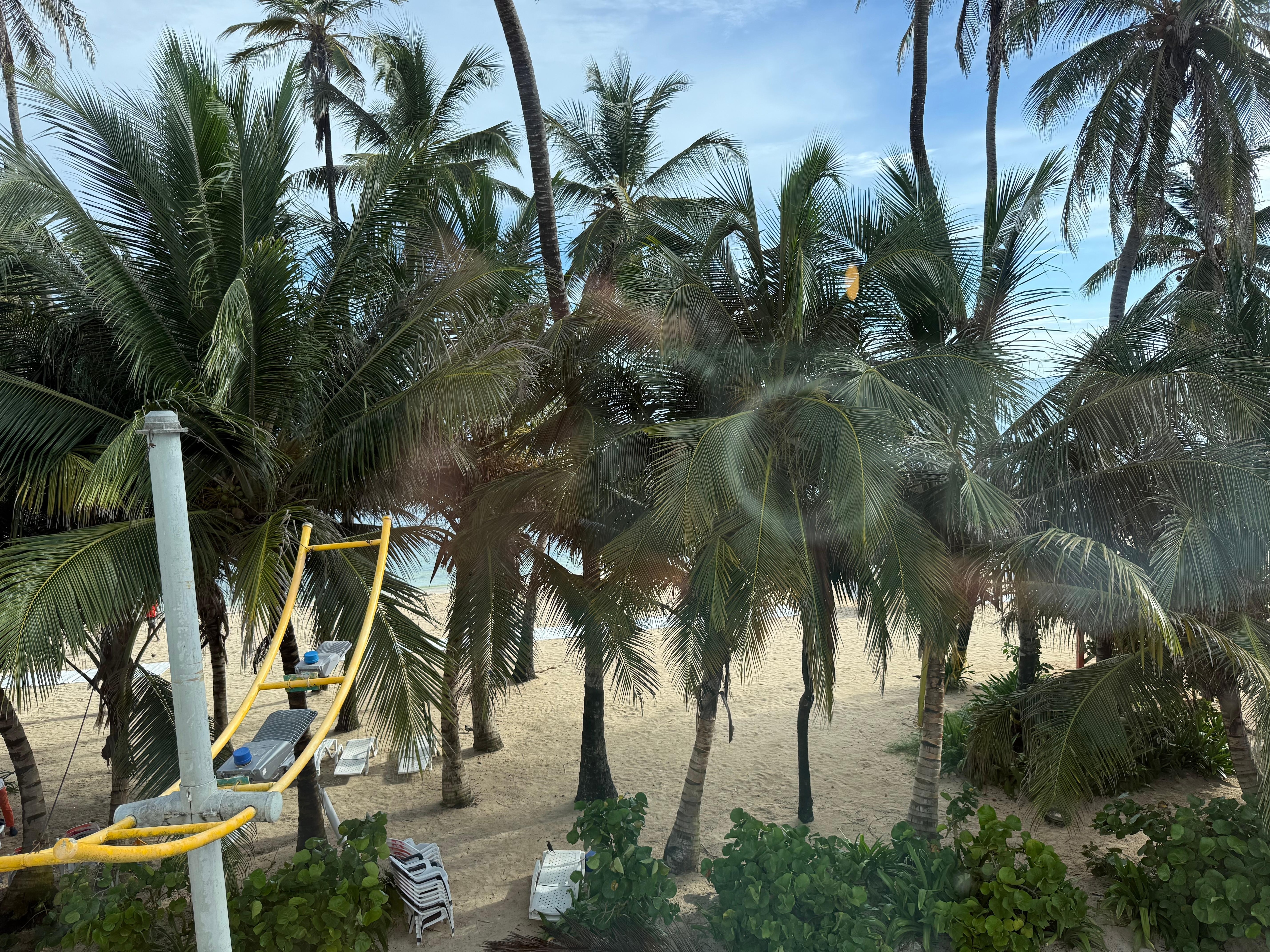 ocean view or palm tree view