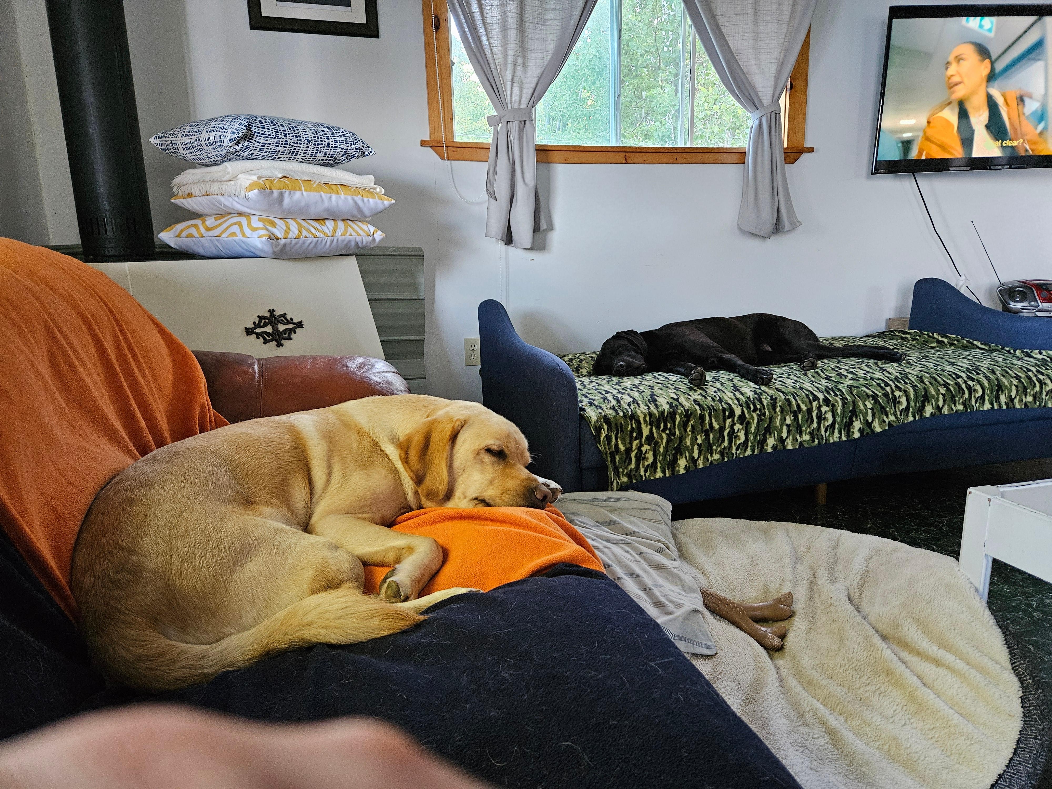 Dogs made themselves right at home.